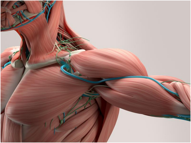 Georgian Technical University Researchers Explain How Your Muscles Form ...